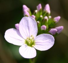 Wiesenschaumkraut-2.jpg